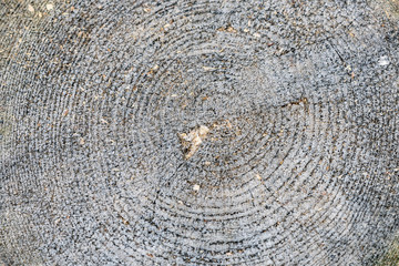 Fototapeta premium annular rings on a stump of a slaughtered tree in a forest in winter