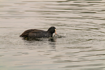 Blässhuhn zieht an Wasserpflanze
