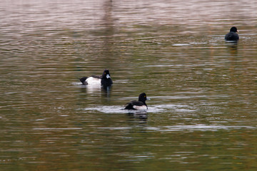 Reiherenten im Naturschutzgebiet Kaltehofe