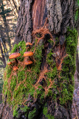 Nadelholz Häublinge gewachsen am Baum