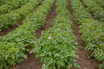 The potato grows and blooms in the garden in the open ground.