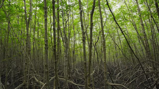 panning shot of mangrove tree forests with green leaves in Tung Prong Thong, Rayong, Thailand