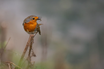 UK Wild Robin