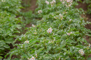 The potato grows and blooms in the garden in the open ground.