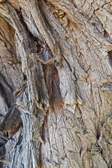 Plants: Close-up of the bark of an old willow tree