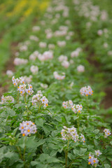 The potato grows and blooms in the garden in the open ground.