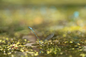 Two blue and green mating damselflies in a love-wheel in a pond, macro close-up