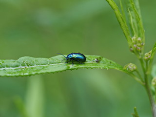 Grüner Sauerampferkäfer auf Sauerampferpflanze