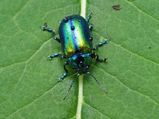 Grüner Sauerampferkäfer auf Sauerampferpflanze