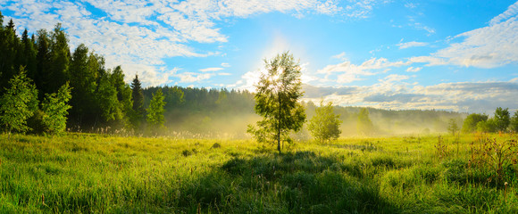 Panorama of foggy lawn with growing trees on a background of sunrise sky.