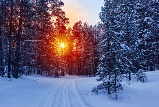 Ski run in the winter sunny forest. Winter snow forest trees sunset background. Red sunset in winter snow forest trees scene. Winter sunset snow forest trees view.