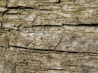  old wood texture