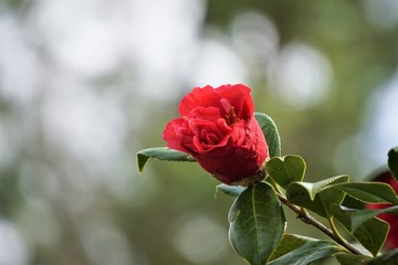 Close up red camellia flower on the background of soft focus garden , Winter in GA USA.
