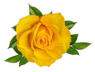 Fresh beautiful yellow rose isolated on white background with clipping path