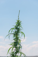 Cannabis leaf, medical marijuana. Cannabis flowers and seeds in green field with back light. Marijuana plant leaves growing high.