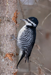 Naklejka premium Black-backed Woodpecker - female