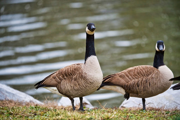 Geese