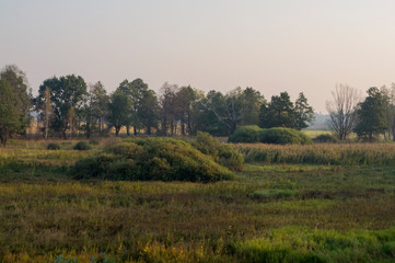 Fototapeta na wymiar Early morning in the green meadow and trees and bushes far away. Summer landscape