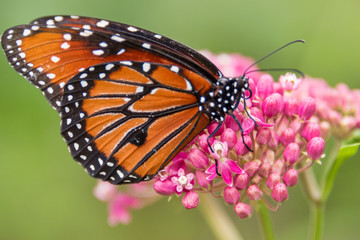 Monarch butterfly on Pink flower 