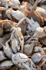 Empty crab shells making piles by Vistonida lake in Rodopi, Greece