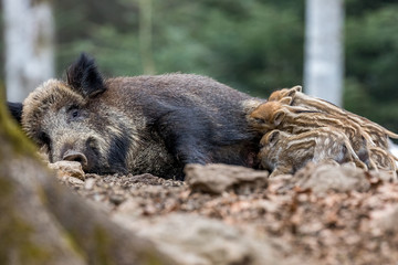 Rodzina dzików w lesie. © bchyla