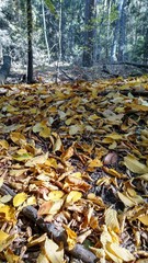 autumn leaves in park