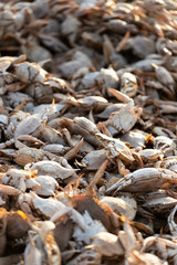 Empty crab shells making piles by Vistonida lake in Rodopi, Greece