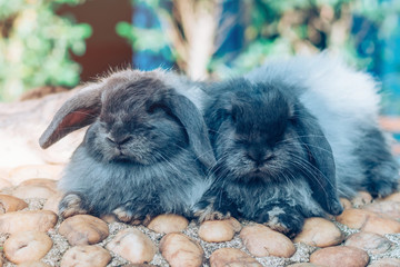 The cute rabbits are resting in garden.