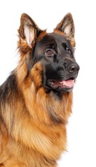 German Shepherd Dog  Isolated  on White Background in studio