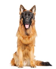 German Shepherd Dog  Isolated  on White Background in studio