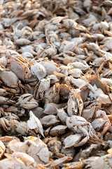 Empty crab shells making piles by Vistonida lake in Rodopi, Greece
