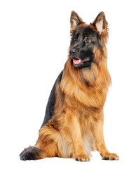German Shepherd Dog  Isolated  on White Background in studio