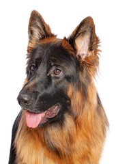 German Shepherd Dog  Isolated  on White Background in studio