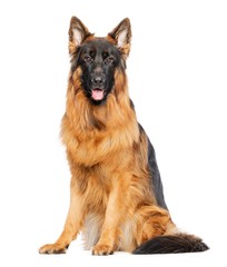 German Shepherd Dog  Isolated  on White Background in studio