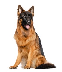 German Shepherd Dog  Isolated  on White Background in studio