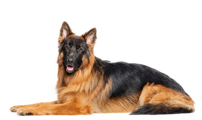German Shepherd Dog  Isolated  on White Background in studio