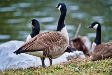 Geese