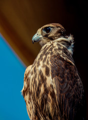 Falcon hawk bird sitting on falconers hand during show