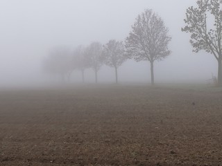 Fototapeta na wymiar Nebel Bäume auf den Feldern am Morgen