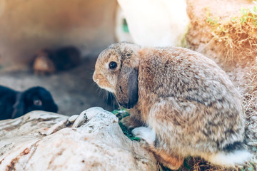The cute rabbits are resting in garden.