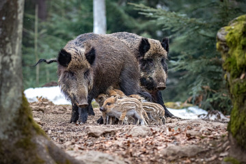 Fototapeta Rodzina dzików w lesie. obraz