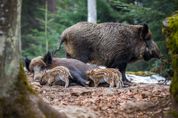 Rodzina dzików w lesie. © bchyla