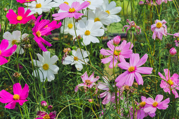 Colorful of Sulfur Cosmos flowers on a rack decorate in park.
