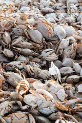Empty crab shells making piles by Vistonida lake in Rodopi, Greece