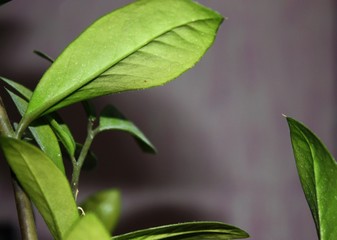 Ornamental leaves in green and black and shows the dark side of natural concepts.