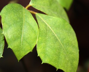 Ornamental leaves in green and black and shows the dark side of natural concepts.
