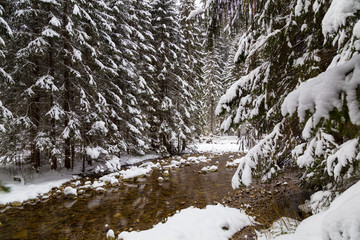 fabulous winter  forest and  river,  snow covered