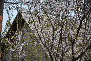 tree in spring