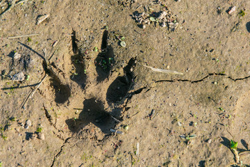 A footprint of an animal on Earth.