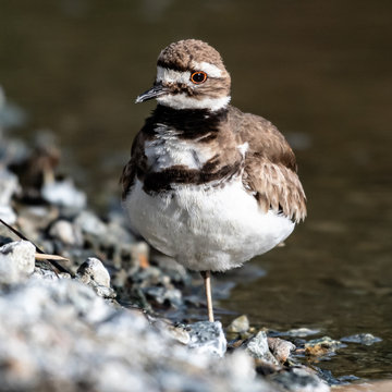 Portrait of a Killdeer bird standing at water's edge, Canada